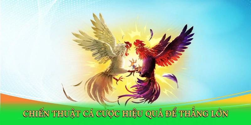Đá Gà Tre &#8211; Sân Đấu Đầy Đam Mê Cùng S666