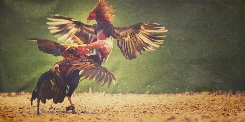 Đá Gà Cựa Sắt Tại Net88 – Thế Giới Dành Cho Đam Mê Đối Kháng