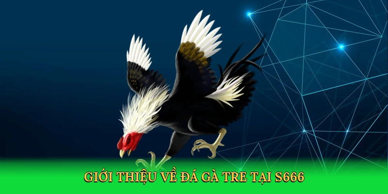 Đá Gà Tre &#8211; Sân Đấu Đầy Đam Mê Cùng S666