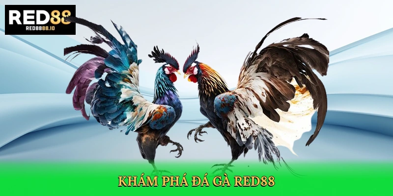 Đá Gà Red88 – Sân Chơi Kịch Tính, Nơi Đam Mê Bùng Cháy