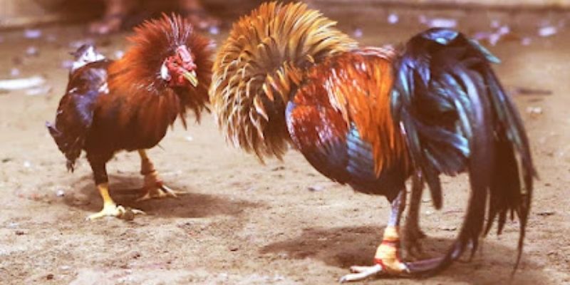 Đá Gà Cựa Sắt Tại Net88 – Thế Giới Dành Cho Đam Mê Đối Kháng