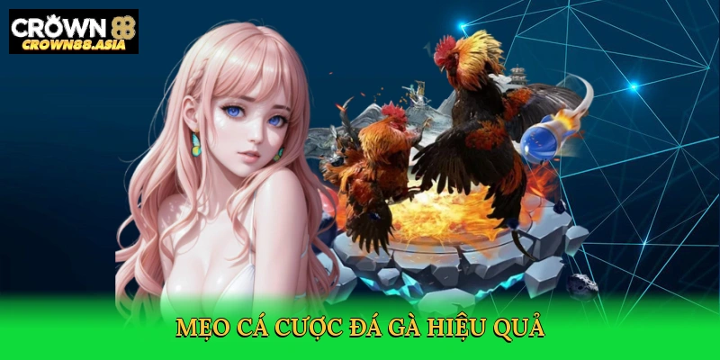 meo-ca-cuoc-da-ga-hieu-qua-4