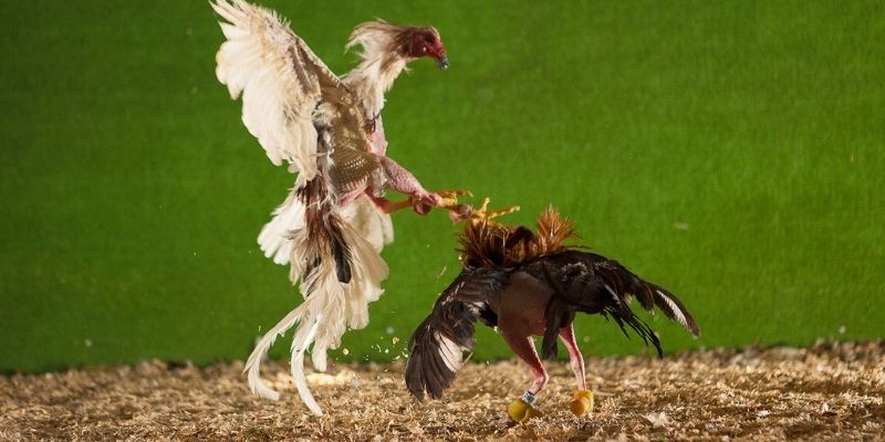 Đá Gà Cựa Sắt Tại Net88 – Thế Giới Dành Cho Đam Mê Đối Kháng