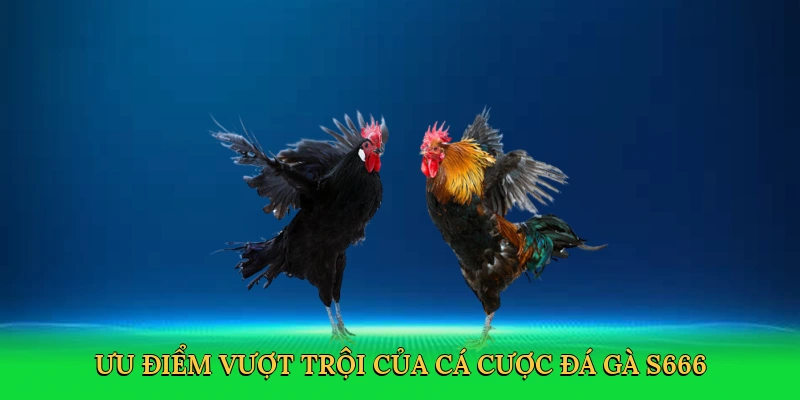 Đá Gà Tre &#8211; Sân Đấu Đầy Đam Mê Cùng S666