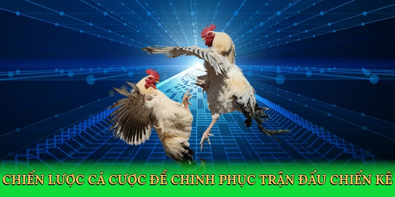Chiến lược cá cược để chinh phục trận đấu chiến kê