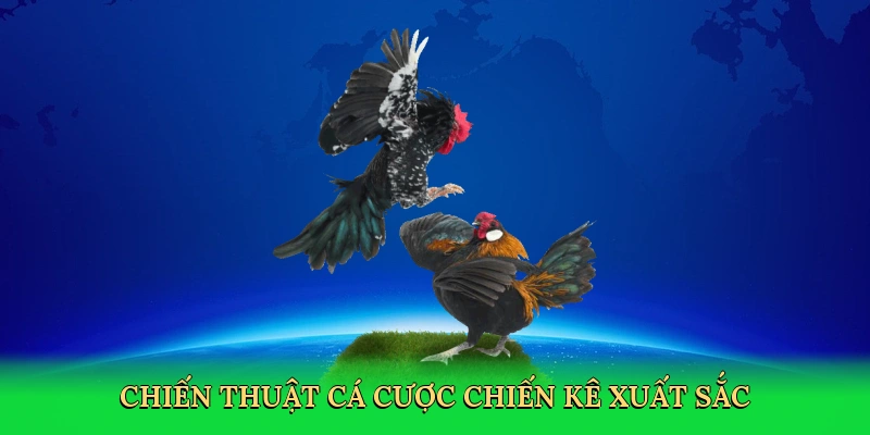 Chiến thuật cá cược chiến kê xuất sắc