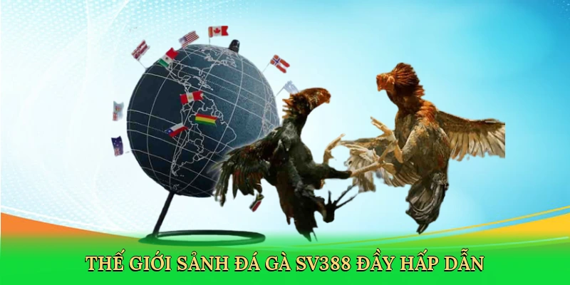 Thế giới sảnh đá gà SV388 đầy hấp dẫn
